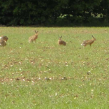 hares boxing