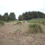 SSSI carex paniculta 02 1st year of management