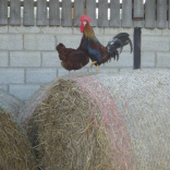 chickens and bales 2