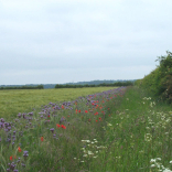 enhanced wild-bird seed mix field margin