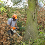 jl felling tree 3