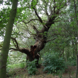 caring for veteran oak trees