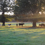 cattle 6
