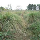 SSSI carex paniculta 01 before management