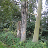 standing dead tree 1