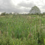 wetlands