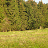 worm hill 1