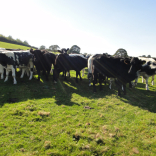 cows