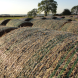 dusk bales 1