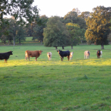 cattle 4
