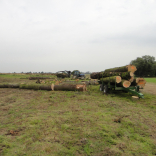 freshly felled 2