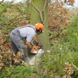 jl felling tree 5