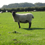 sheep 4