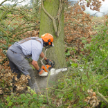 jl felling tree 4