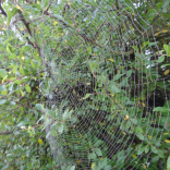 spiders web 2