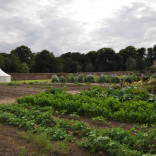 Kitchen garden 12