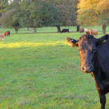 cattle 5