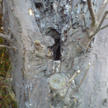 barn owl living arrangements