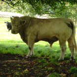 bull 1