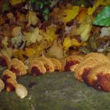 fungi