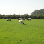 sheep 1