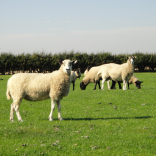 sheep 3