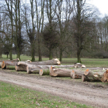 timber for sale