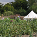 Kitchen garden 17