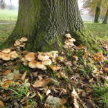tree fungi