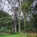 standing dead tree 2